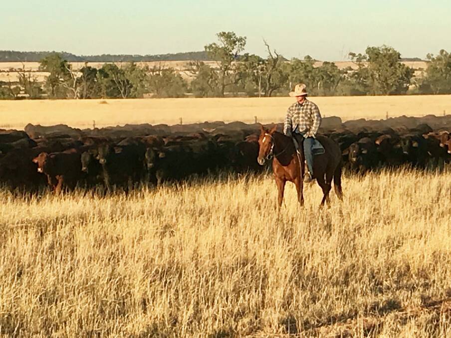 Top stock: Sid Godwin, Godwin Cattle Company, with Brangus-cross weaners on-property at Tanderra, south of Springsure.