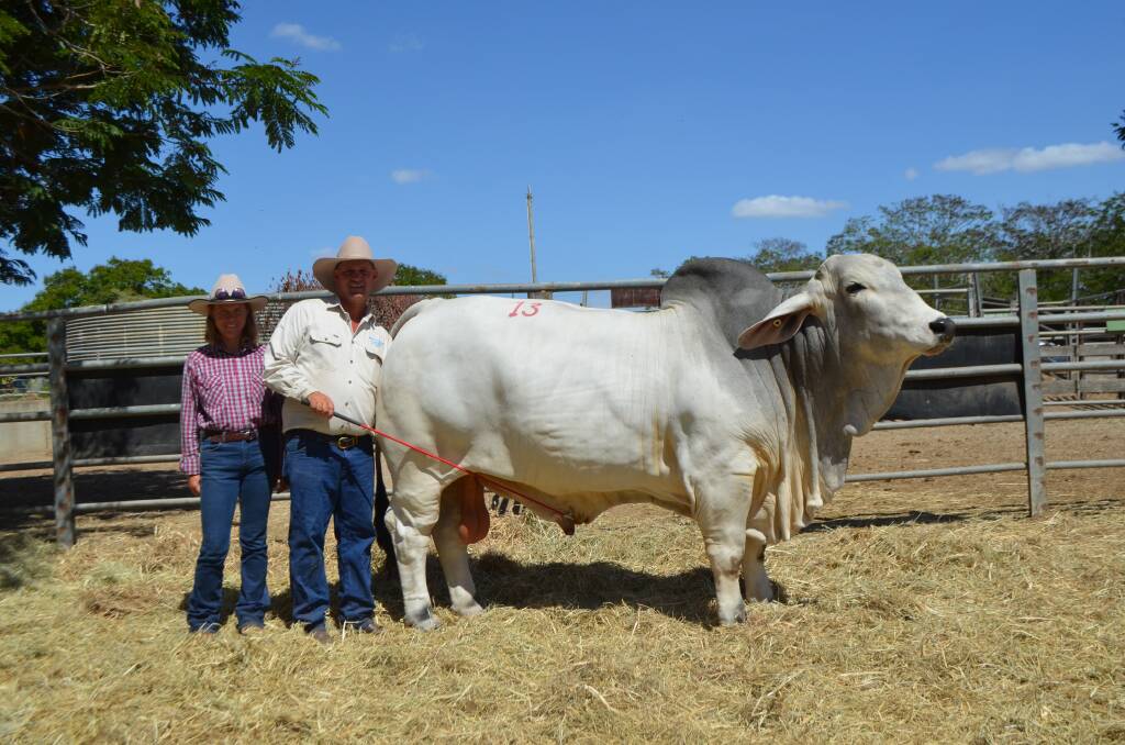 Purchaser Michelle Lamb, Abbotsford, Biloela with vendor Lawson Camm, Cambil Brahmans, Proserpine and the $72,500 top price bull of the 32nd Wilangi Invitation Brahman Sale, Cambil Hemsworth 5455 (IVF) (P).