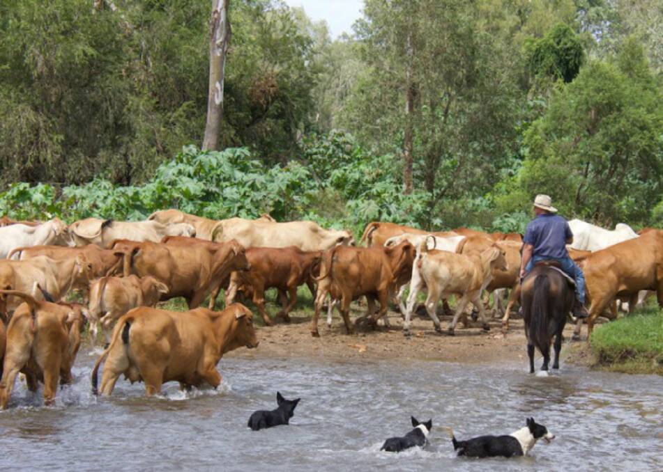 Peter Hindmarsh mustering a portion of their 1260 breeder cattle.