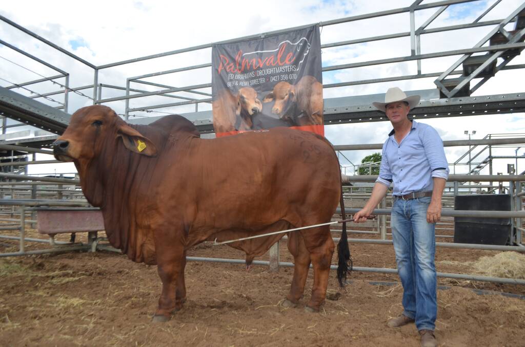 Brett Nobbs, Nobbs Cattle Co, with the 25-month-old NCC Dandenong 4735 (ET) (PS), which sold to Len Bode, Percol Plains, McKinlay, via an online bid for $85,000.