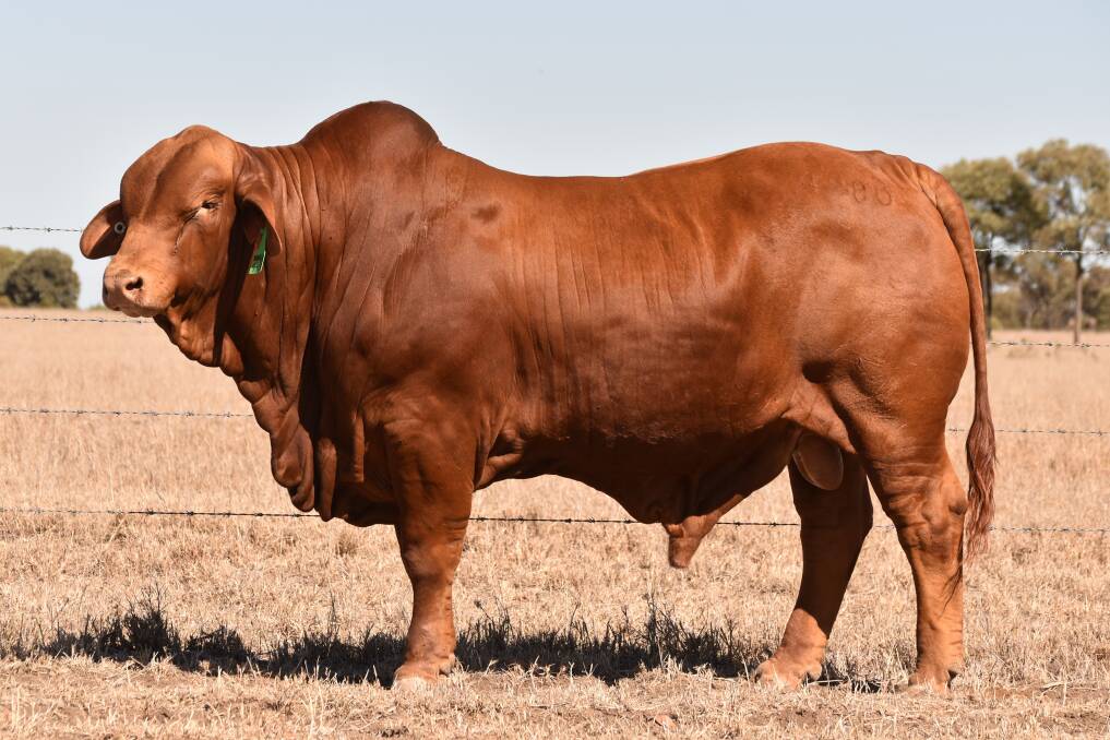 Eversleigh and Wallace Vale Droughtmaster stud principals, Roger and Jenny Underwood, Pine Hills, Wallumbilla, paid the fourth highest money of the sale, securing Mungalla 4480 (PP) D4, for $30,000.