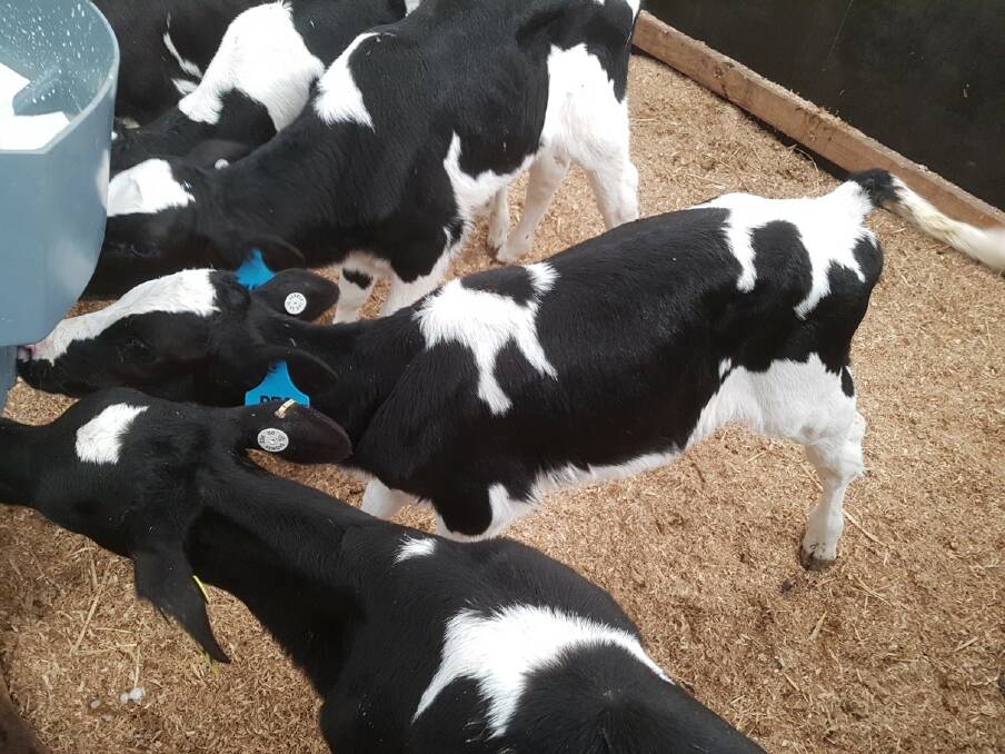 Growth: Given the efficiency of growth in the birth to weaning phase investing in calf nutrition is crucial.