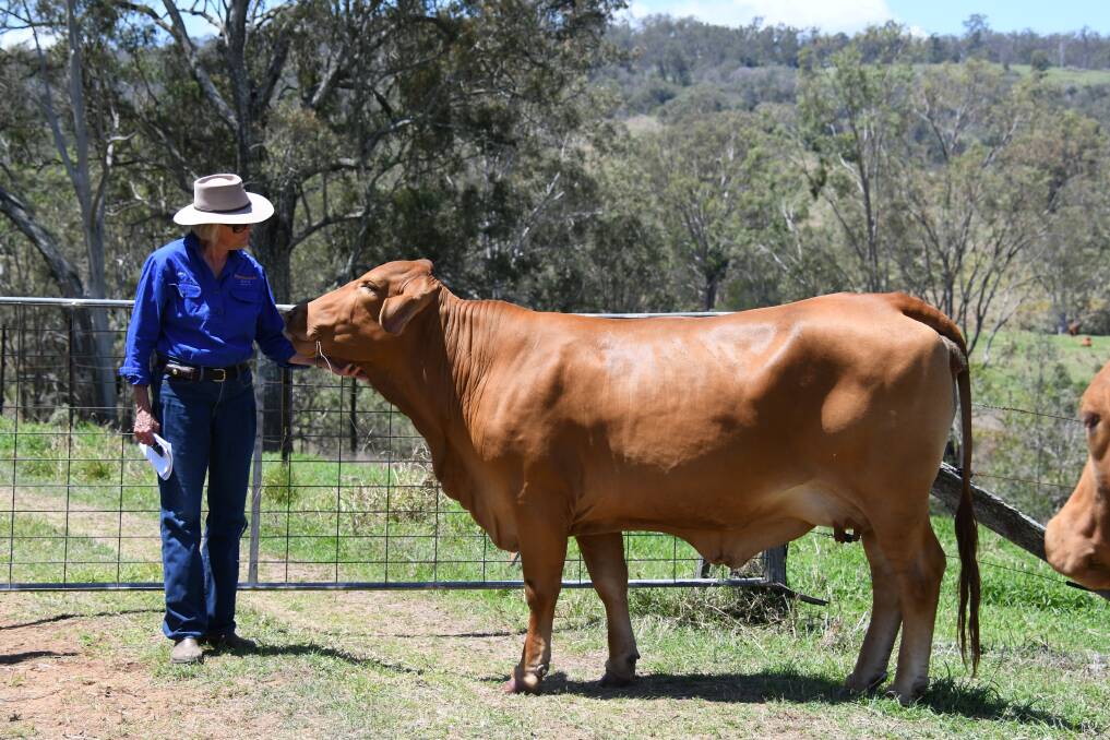 Rich history: Truvalle Droughtmasters'l Margaret Wilson with her favourite cow 4349 Tahsil 49 at The Valley, where the influential stud was established in 1966.