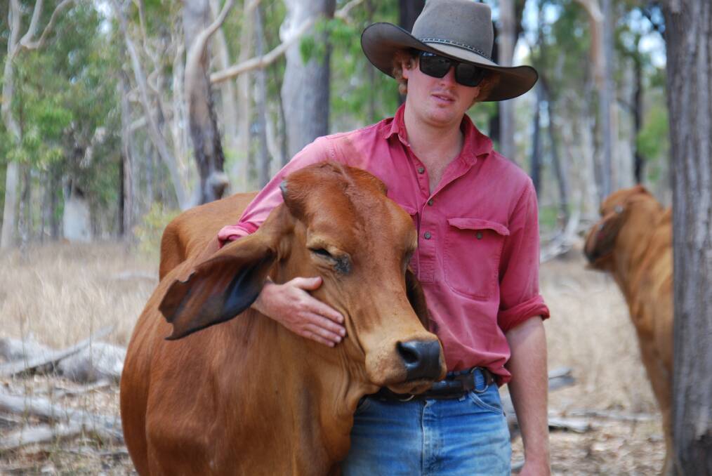 Lovely temperament: Samuel Burge with one of the naturally quiet breeder cows in the Lamonds Lagoon herd. The family have been using Brahmans, mainly reds, since before they bought Lamonds Lagoon, 18 years ago.