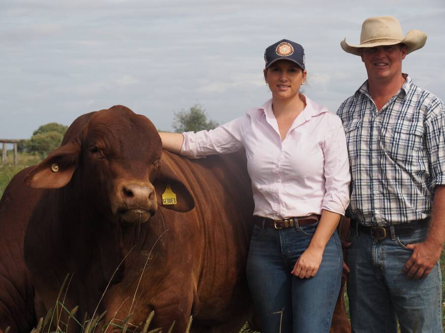 Satisfying feeling: For Shelley and Adam Geddes, the most satisfying part of their work is seeing how Oasis Droughtmaster genetics are breeding on and providing success for their clients.