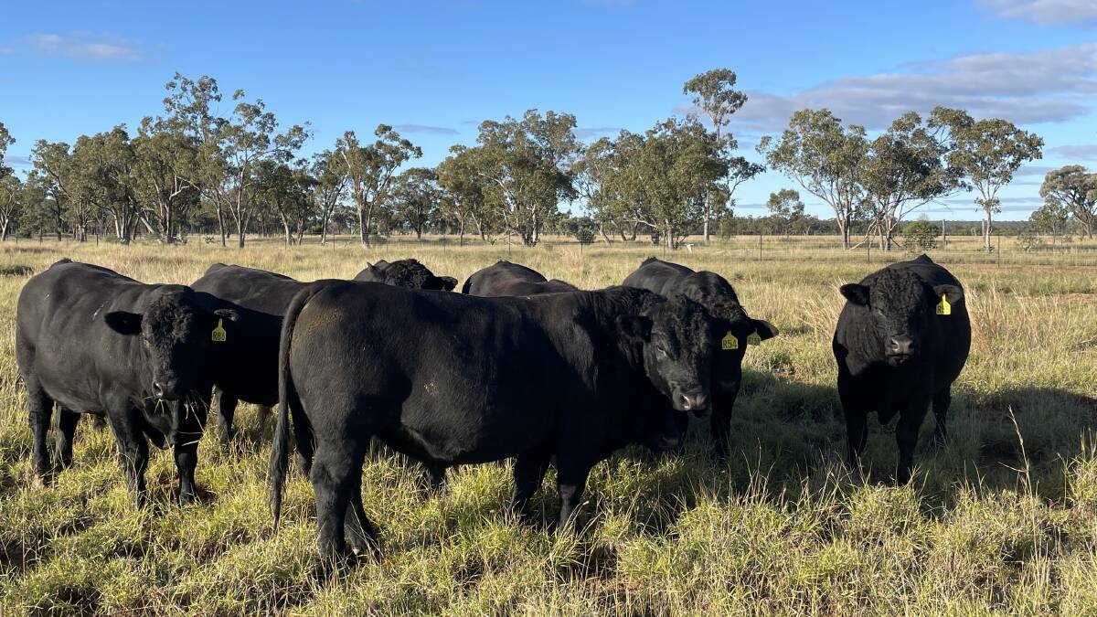 A total of 44 homozygous polled bulls are included in the 51 catalogue for the Fairview Black Simmentals Sale on Wednesday, August 17.