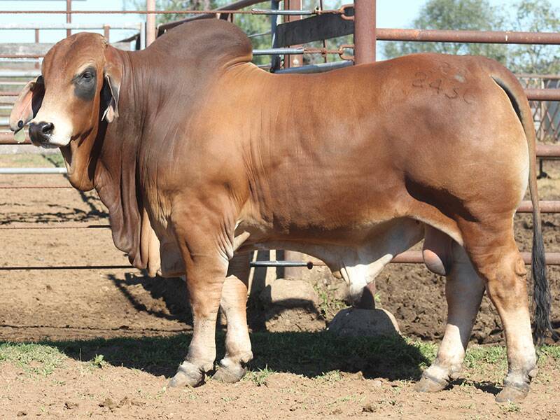 Lot 585 Kandoona 12436 (AI) (ET) (H) is from a proven cow family that has produced several high selling sons at the Brahman Week sale over the years.