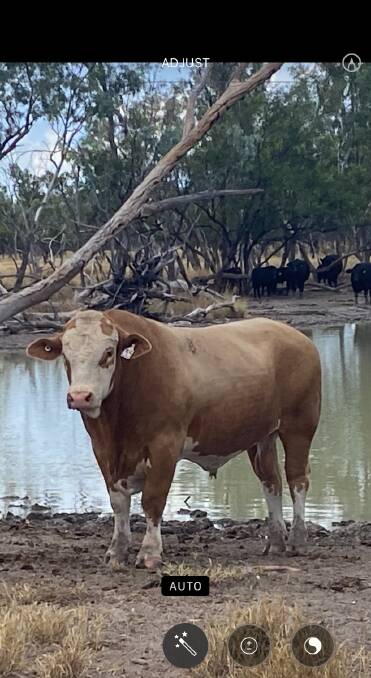 Frank and Shirley Russell, purchased Noanga LJAP01, from Lindsay and Janet Allan, Noanga Simmental, at the 2022 Black Stump Invitation Sale. Picture supplied 