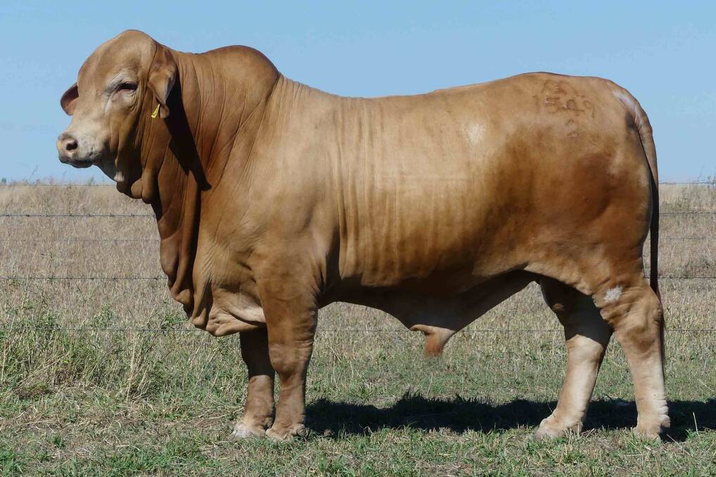 The $37,500 equal top price MAGS bull for 2023, Lamont Volt D4, was purchased by Max Kelso, Coalbrook, Richmond. Picture supplied 
