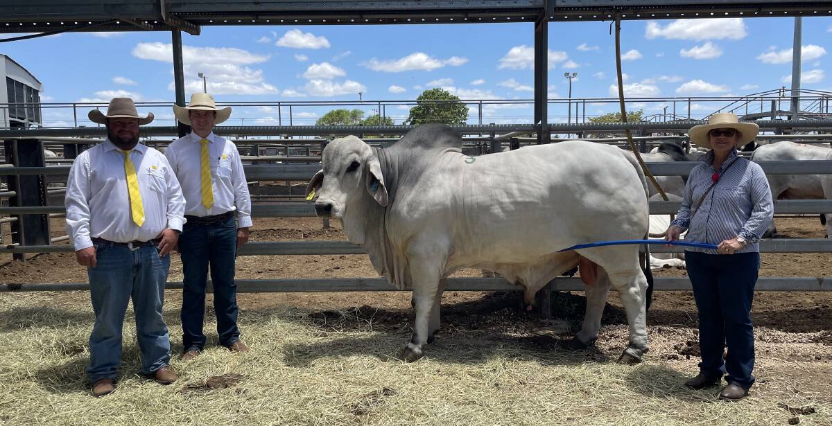 Top grey: Ray White Rural and Livestock agents Bill Seeney and Liam Kirkwood, with Margaret Maloney, Kenilworth Stud, Mt Coolon, and the $34,000 second top price bull Kenilworth E8S-75, which was purchased by Peter and Anne Woollett, Nardoo Pastoral Co, Mallan Park, Millaa Millaa.