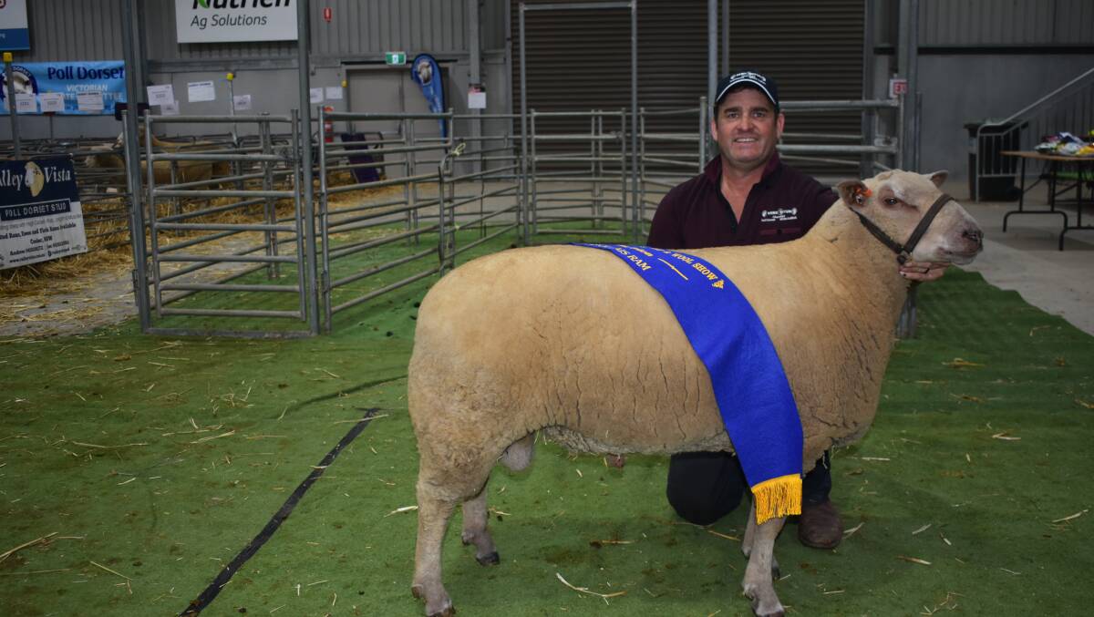 Charollais, Australian Sheep & Wool Show