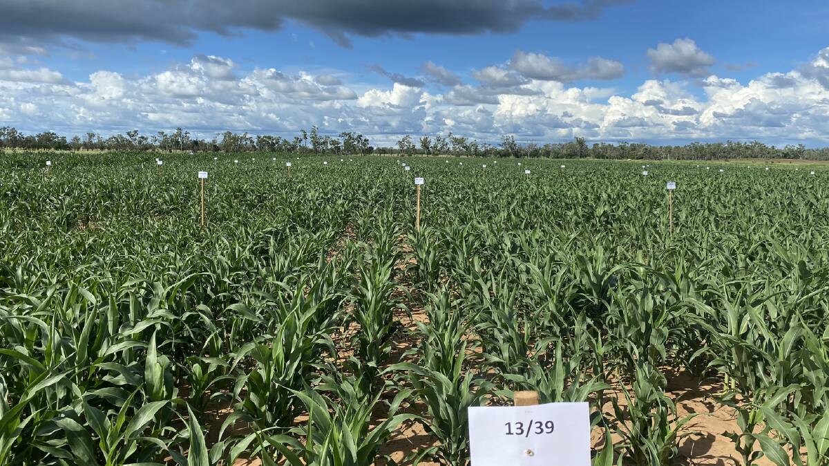 The University of Queensland has a sorghum cropping trial at Prestwood Station.