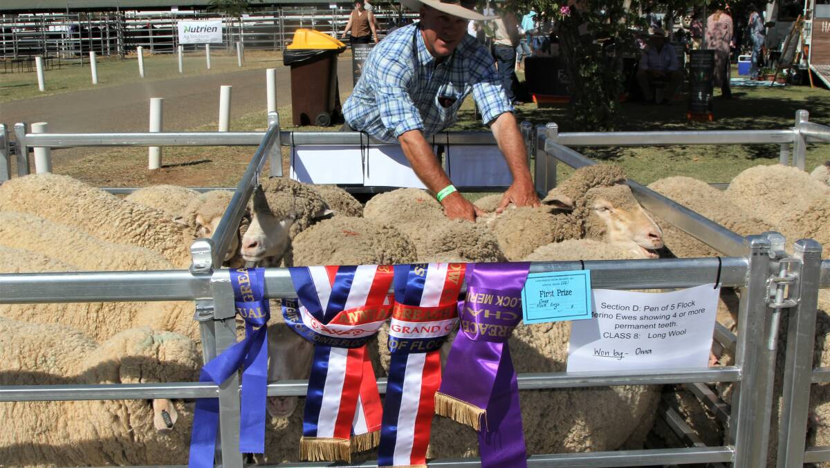 Will Chandler's pen of ewes from Oma at Isisford was once again well decorated with ribbons.