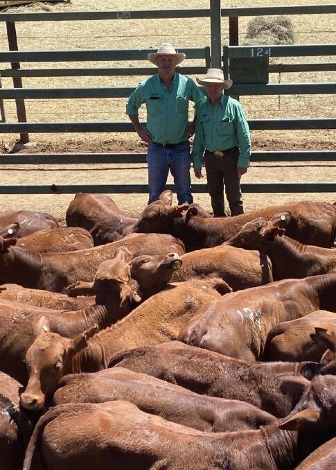 Nutrien Western's Boyd Curran with auctioneer Terry Ryan and some of the Alice Downs cattle sold through the Blackall Saleyards on Thursday.