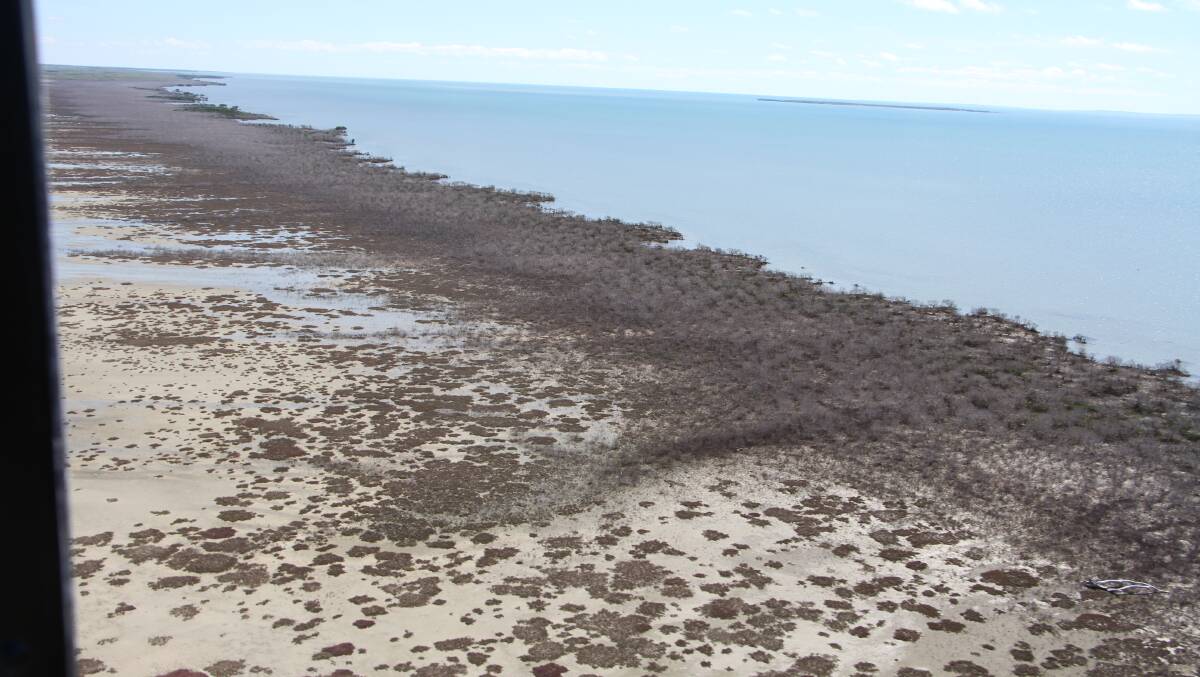 Around 1000km of the Gulf coast was affected by the mangrove dieback.