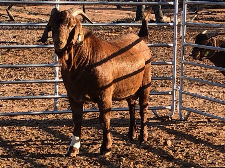 The full-blood Kalahari Red sire offered by Seaford Red Goats at Blackall that sold for $11,070 in December.