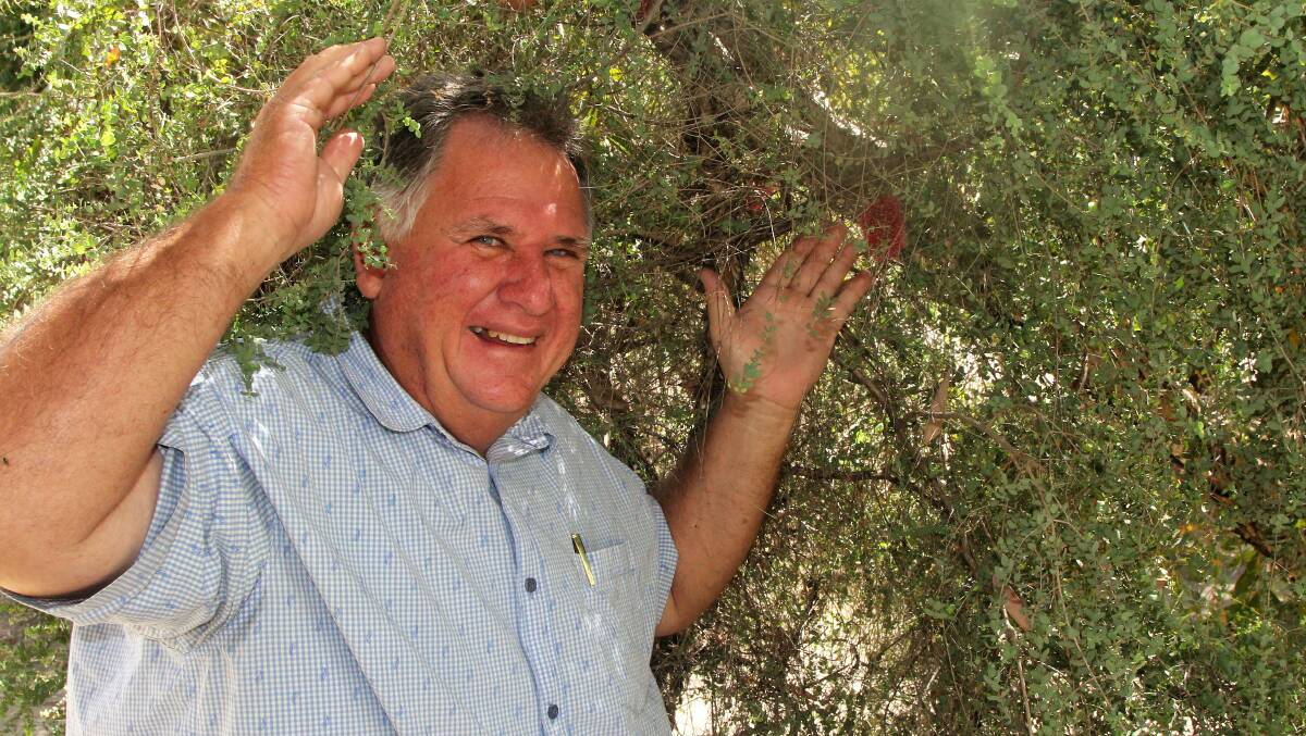 Rockhampton Regional councillor, and accredited nurseryman, Neil Fisher shows off the rare melaleuca growing near Blackall's Memorial Hall.