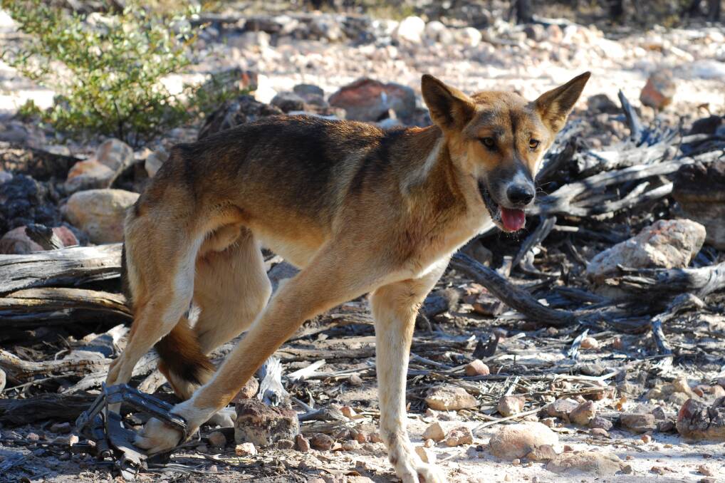 Wild dogs are restricted invasive animals under Queensland's Biosecurity Act 2014.