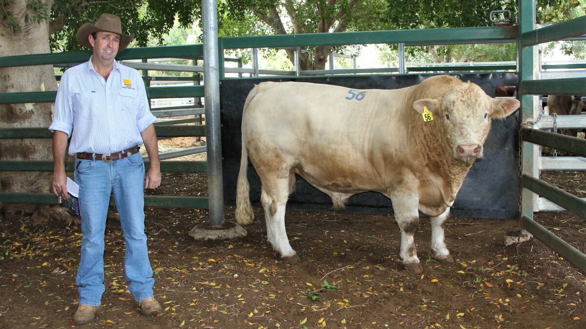 Paton Fitzsimons, representing Maurie and Judy O'Dell, Jericho, with Ascot Primetime P552E, purchased from Mountview Charolais.