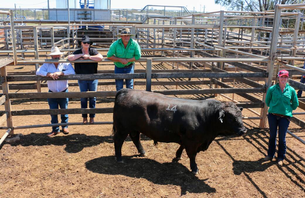 Long distance buy: Nick and Sheree Lawrie, Rawdon Vale, Gloucester, NSW, purchasers of the top priced Bonnydale black Simmental bull with vendors Jake Berghofer and Emma Patterson. Picture: Maranoa Regional Council.