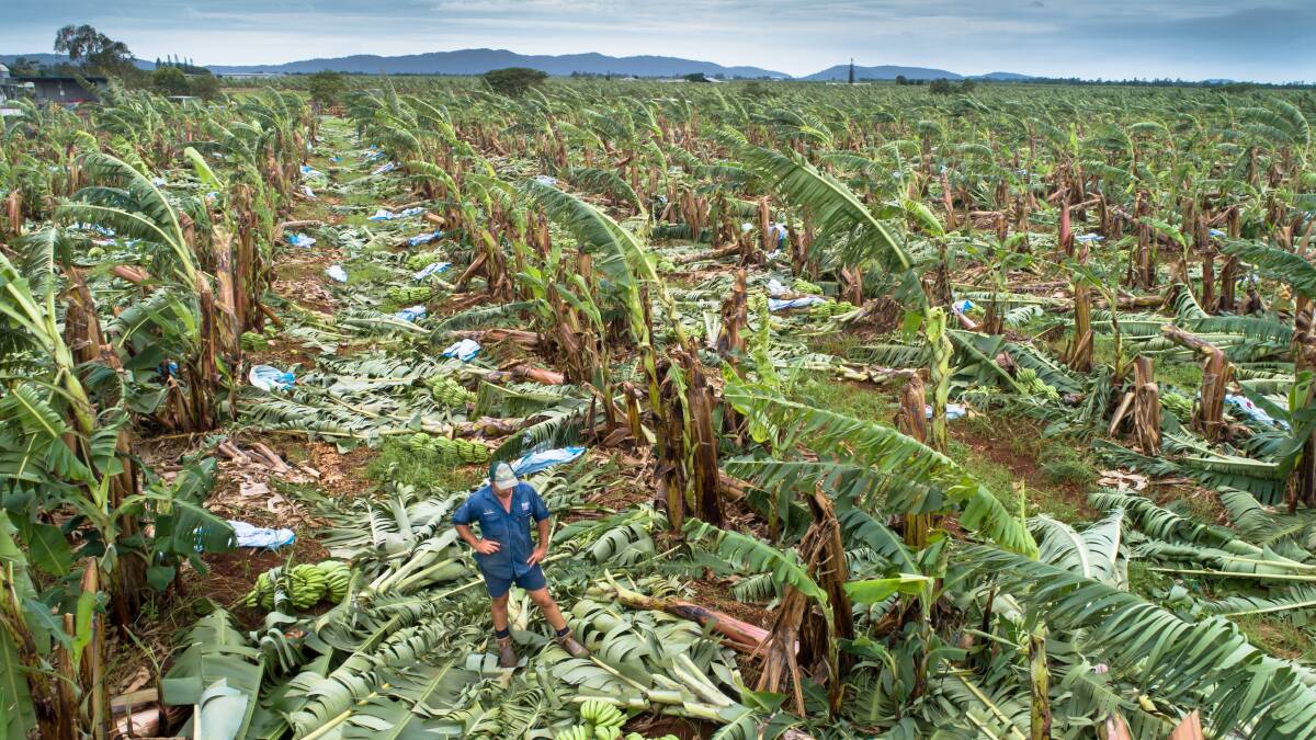Banana grower Charles Camuglia, who has lost 100 per cent of his crop, surveys the damage on his farm. Picture supplied.