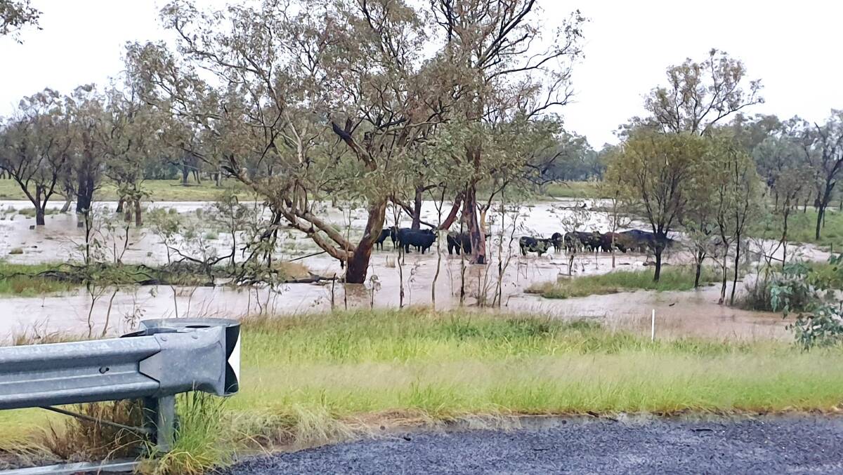These cattle were taking the name Cattle Creek literally on the Warrego Highway just west of Roma on Tuesday afternoon, where minor flooding was being experienced.