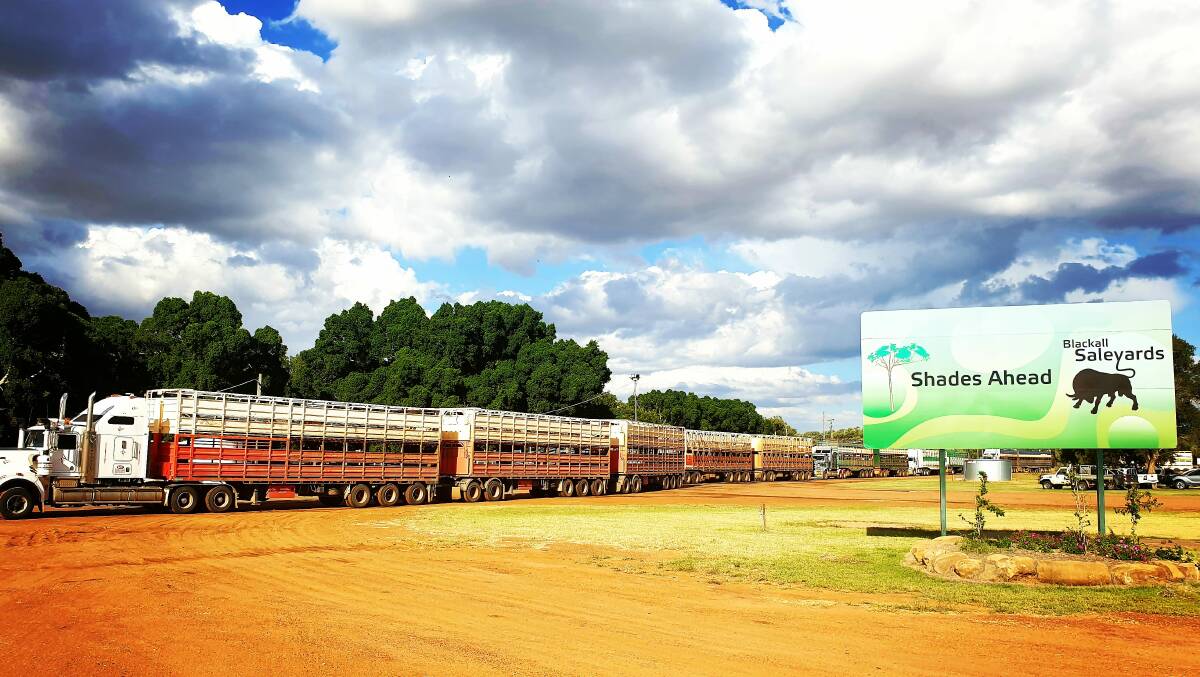 Road trains and cattle were the only things in close proximity to each other at the weaner sale at Blackall this week. Picture - Sally Gall.
