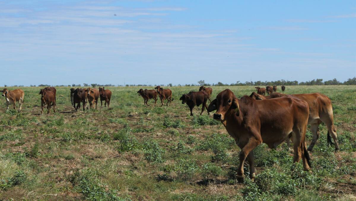 Some of the five decks of heifers at Ron and Kylie Cook's Nelia property, Channel Downs, donated by Bob and Raye OSullivan and trucked north by Lontrans Livestock Transport from Charters Towers.