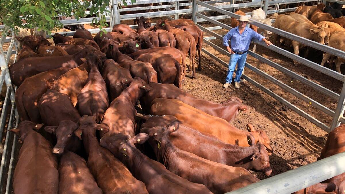 Santa Gertrudis heifers averaging 315kg from Swan Hill Cattle Co were sold by GDL's Jack Burgess, bringing 360c/kg or $1130 per head. Picture supplied.