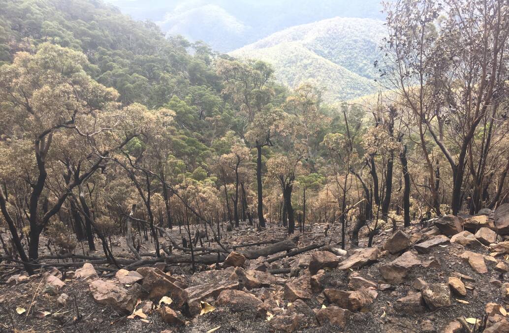 Some of the scorched hillside, which started in Cawarral on the eastern side of Mt Archer National Park.