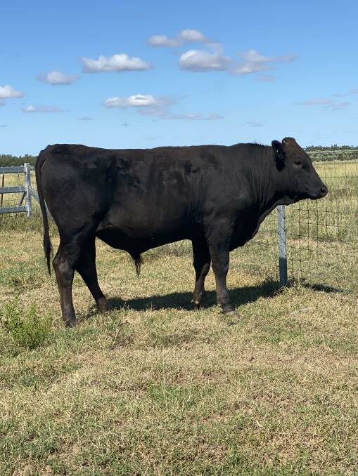 Olive Grove R22, offered by Olive Grove Wagyu, Glenarbon near Goondiwindi, sold for $11,000, paid by Saltwater Grazing at Armidale, NSW.