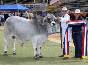 Grand champion Brahman bull Cadet Easton with an excited Cody Mortimer and mother Kate Mortimer. Picture: Sally Gall
