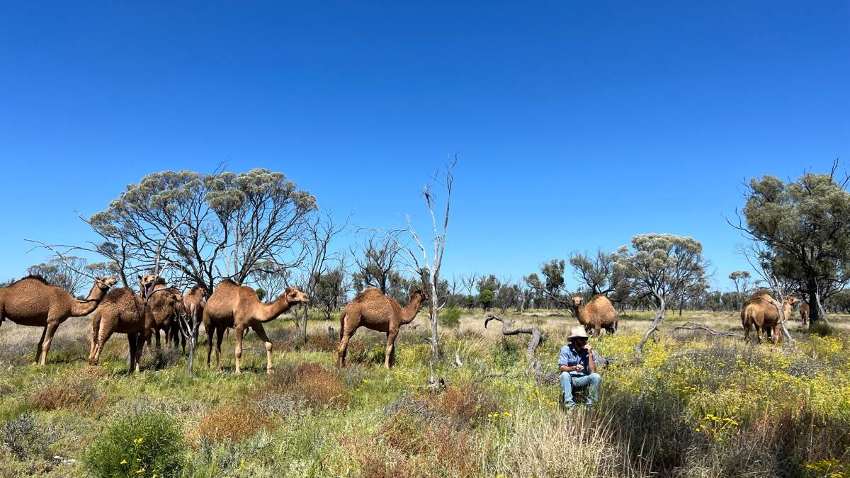 The 14 camels the Harts have brought onto Muttama are treating the fences with respect. Picture: Alina Hart