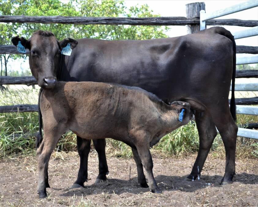 The sale's top-selling heifer, Codenwarra Hirashigetayasu Q2463 was purchased for $5300 by the Bourke family, Mt Garnet.