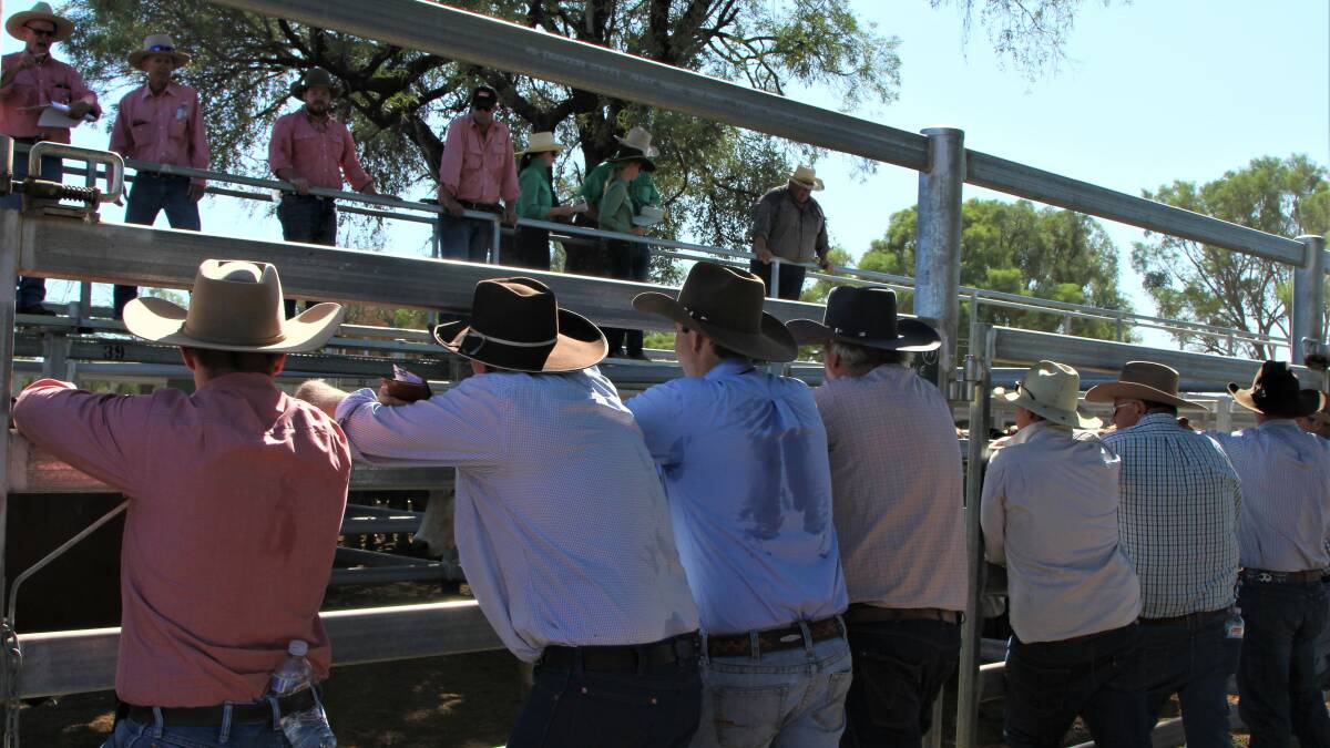 Young steers to 418c at Blackall