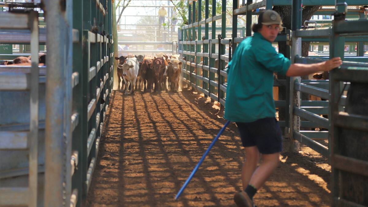 Cattle making their way along the lanes to the scales at the Blackall Saleyards.