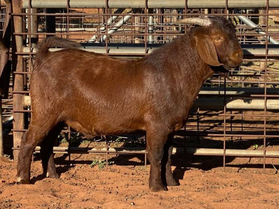 The 52kg Red Boer buck that made the top price in an AuctionsPlus national goat auction. Picture - AuctionsPlus.