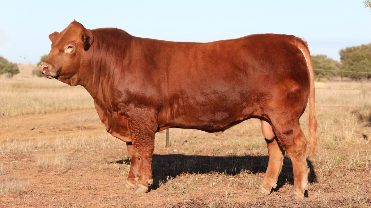 Red factor Charolais bull Veejay Downs Pablo was sold to Meadowbrook Cattle Co, Dysart for $12,000. Picture supplied.