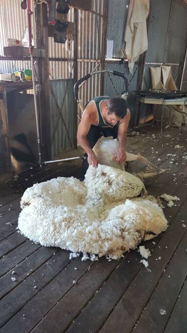 Dave Grant was one of two shearers on the job at the Isisford wether trial shearing at Janet Downs.