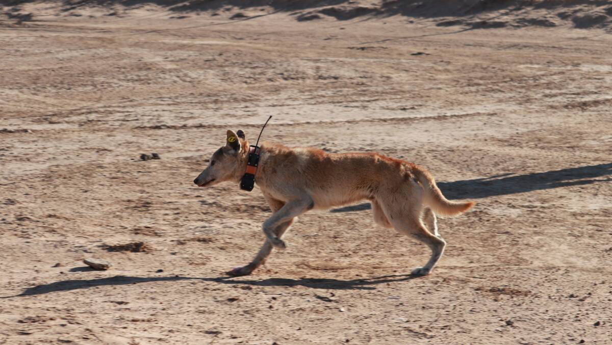 GPS tracking collars are fitted on wild dogs in far western NSW to better understand how they use the landscape. Image: NSW DPI.