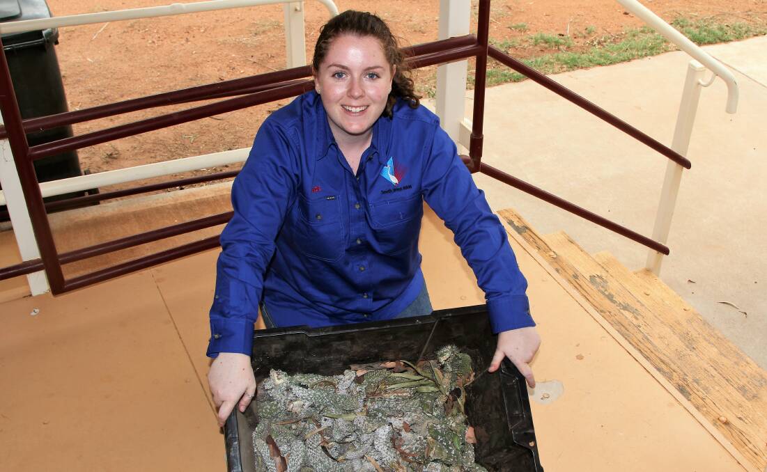 Former South West NRM project officer, Suzi Berry, displays the contents of boxes of coral cactus filled with cladodes infected with cochineal bugs that have been distributed to landholders to spread the bugs around.