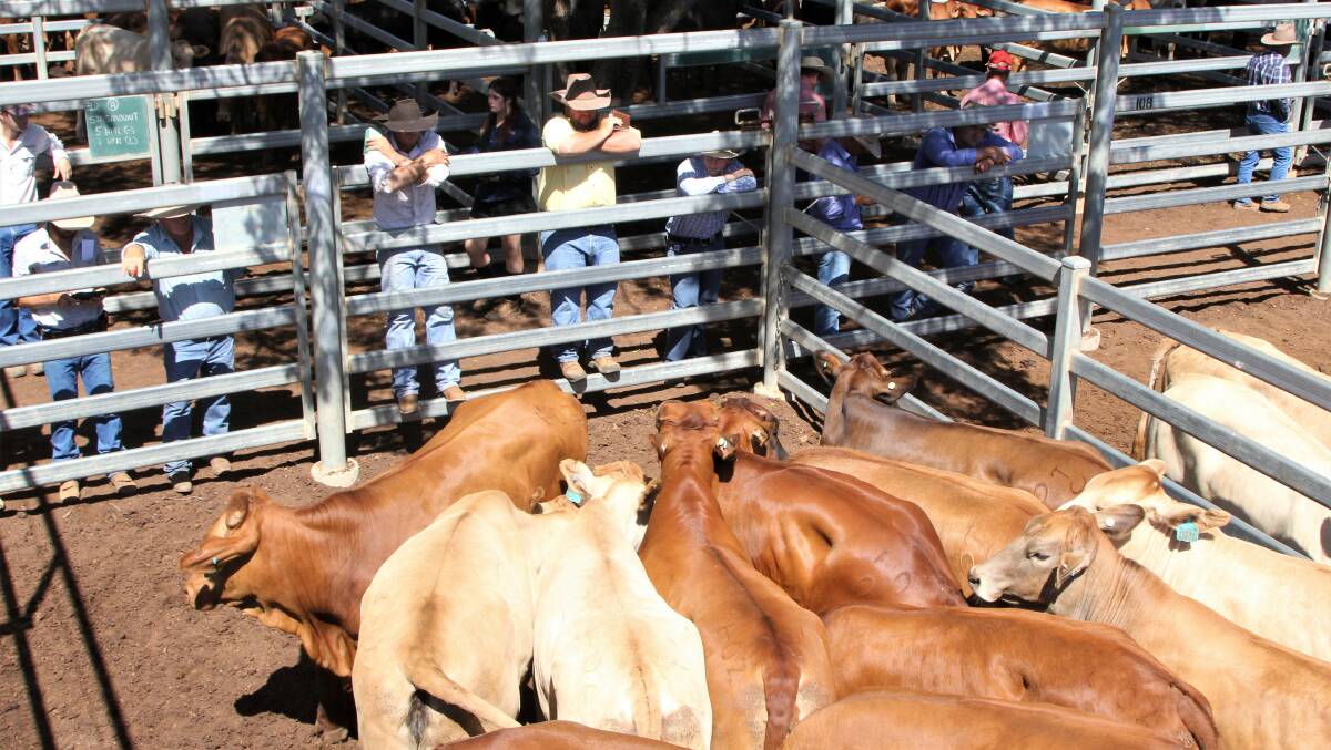 Buyers scrutinise the pens on offer at the Blackall sale.