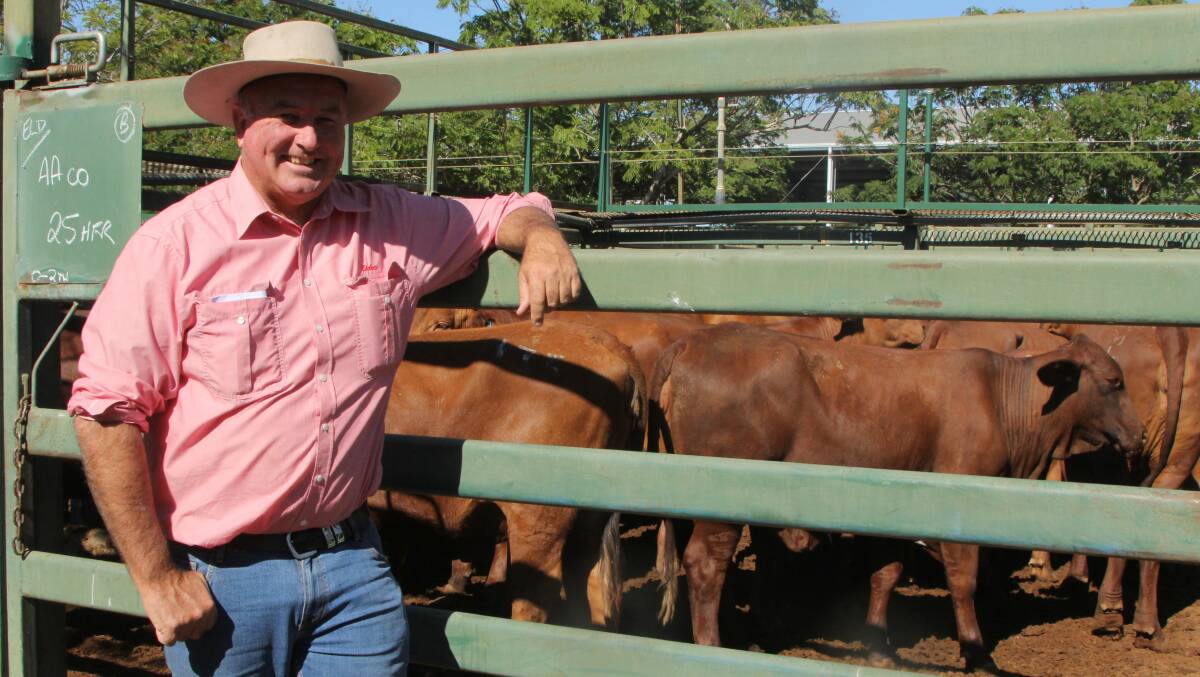 Cameron Wilson, Elders Brisbane, with one of the pens of Santa Gertrudis Droughtmaster cross milk and two tooth heifers offered by AACo at the Blackall yards.