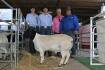 St George Dorper sale records a top of $7000