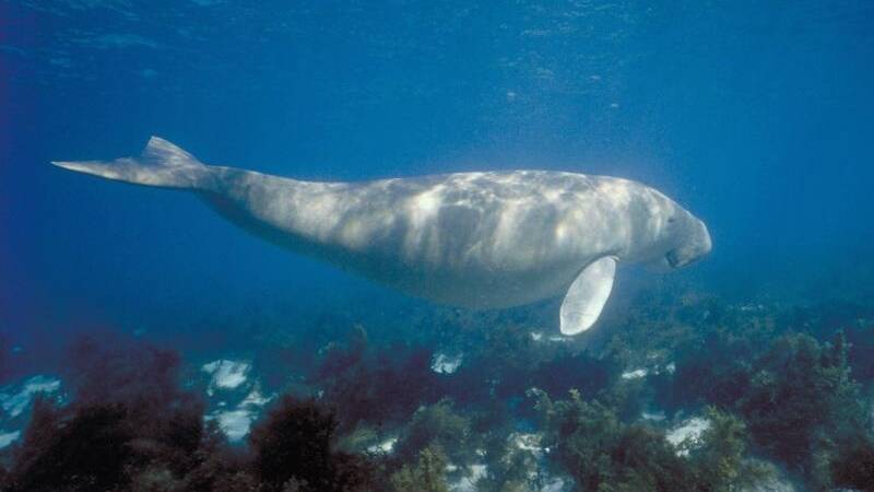 Conservationists say dugongs, turtles, dolphins and sharks are among the species inadvertently killed in gill nets. Picture: AAP