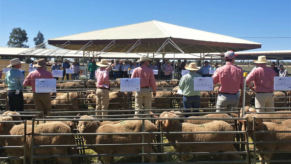 The Blackall Showgrounds proved to be an ideal venue for the Terrick Merinos 2020 sale.
