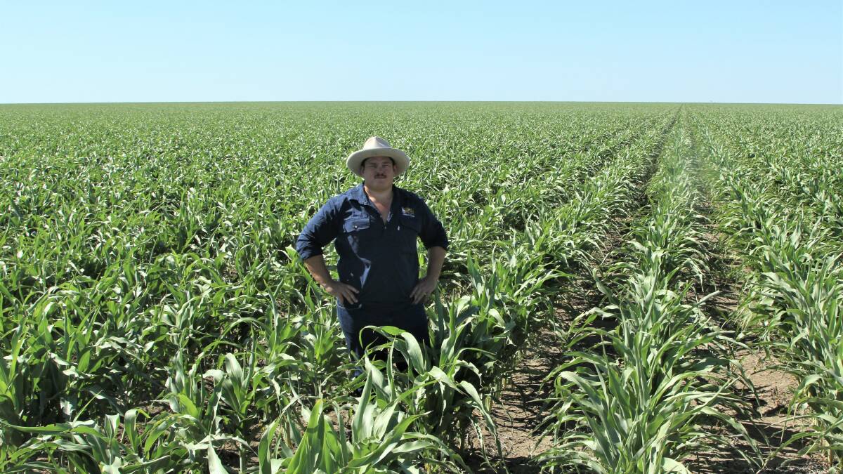 To mitigate risks associated with feed availability for livestock, there is also an opportunity for growers to diversify their operations to include fodder cropping, such as this forage sorghum crop planted at Etta Plains, Julia Creek. Photo - Sally Gall.