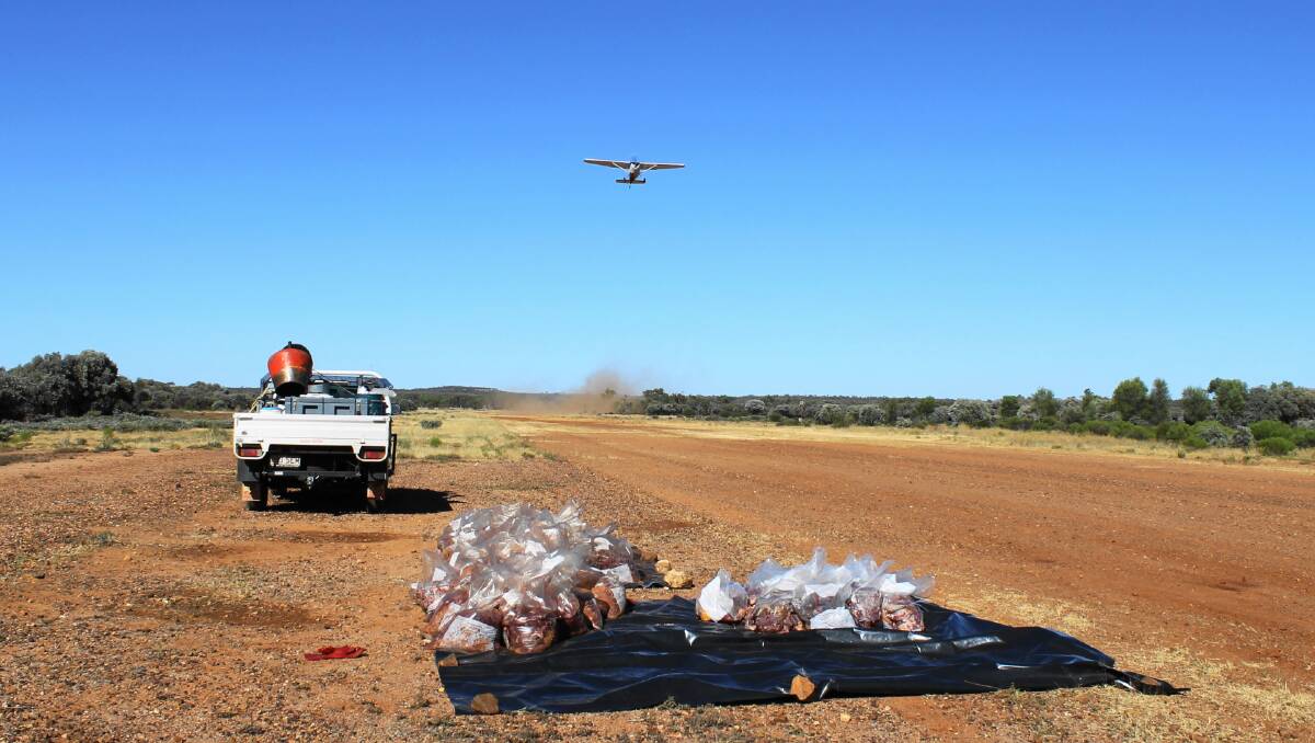Baited meat being flown off a strip in western Queensland.
