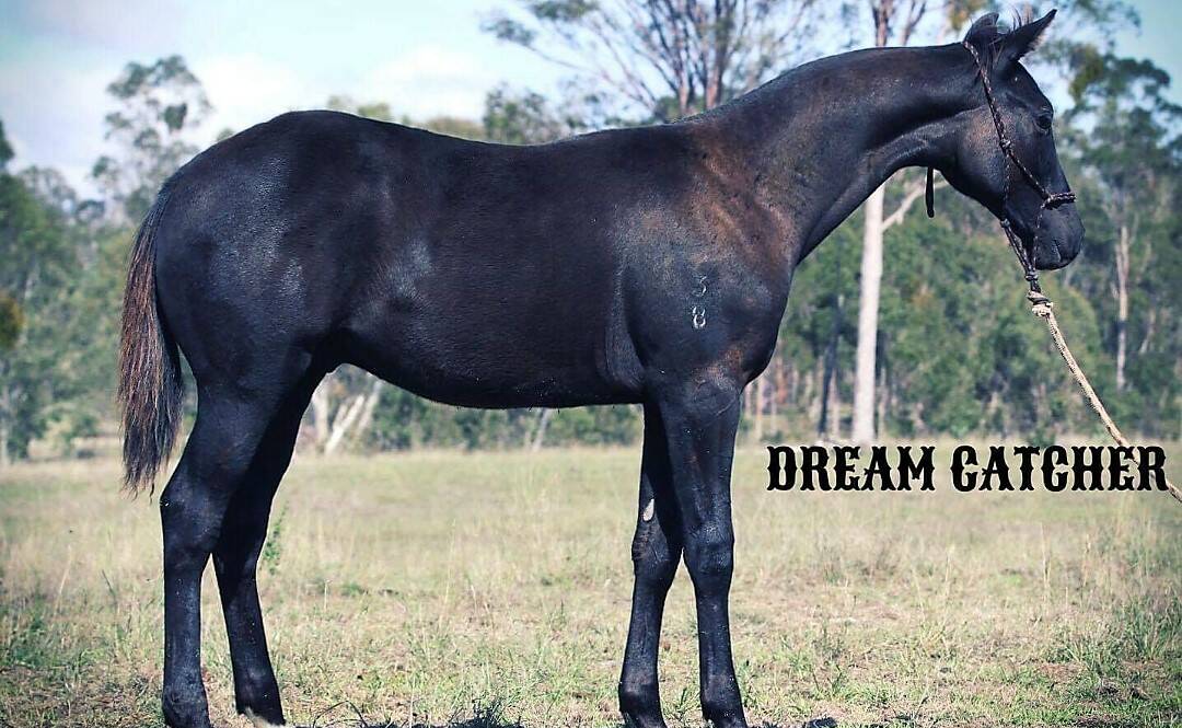 The young colt, given the name of Dream Catcher, by Kirkby Stud Digger out of Tamarang Acres, has dual registration papers.