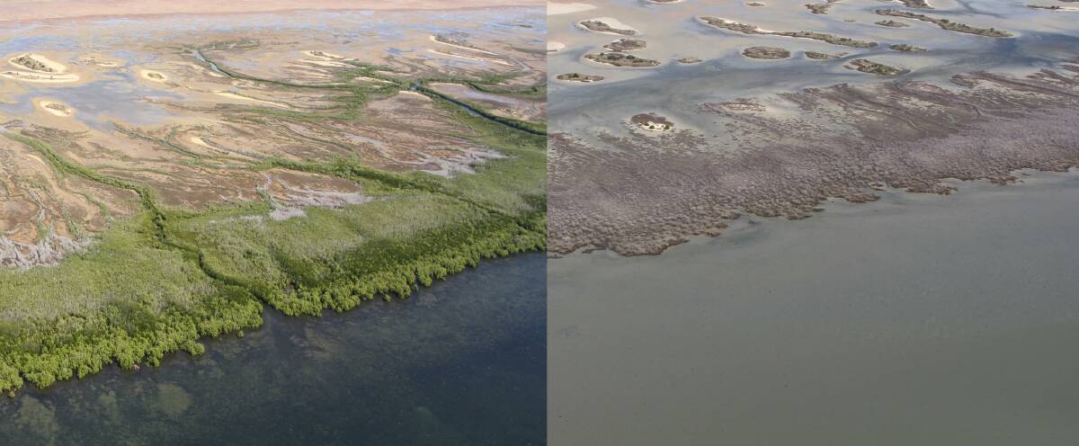Mangrove coastline in healthy and unhealthy states.